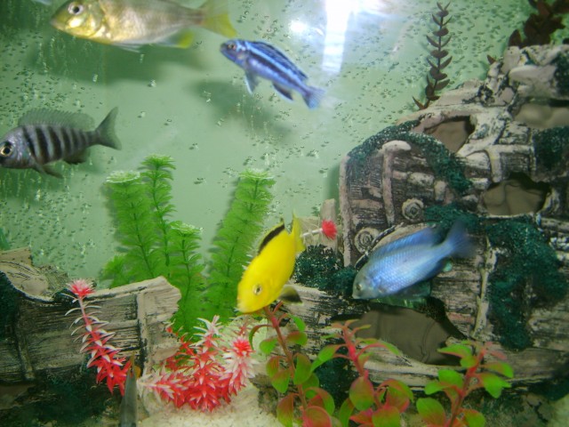 Some of my Cichlids